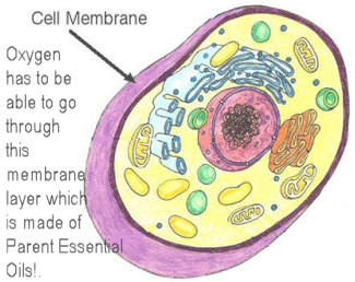 Oxygen Has to Be Able To Go Through Cell Membrane Which is Built from Parent Essential Oils